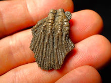 Load image into Gallery viewer, Detailed juvenile crinoid fossil head (32 mm)
