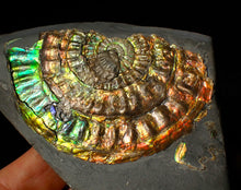 Load image into Gallery viewer, Rainbow iridescent Caloceras ammonite fossil display piece 80mm