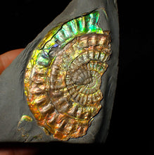 Load image into Gallery viewer, Rainbow iridescent Caloceras ammonite fossil display piece 80mm