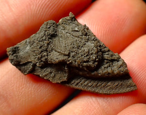 Detailed juvenile crinoid fossil head (32 mm)