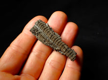 Load image into Gallery viewer, Detailed 3D crinoid multi-stem fossil (51 mm)