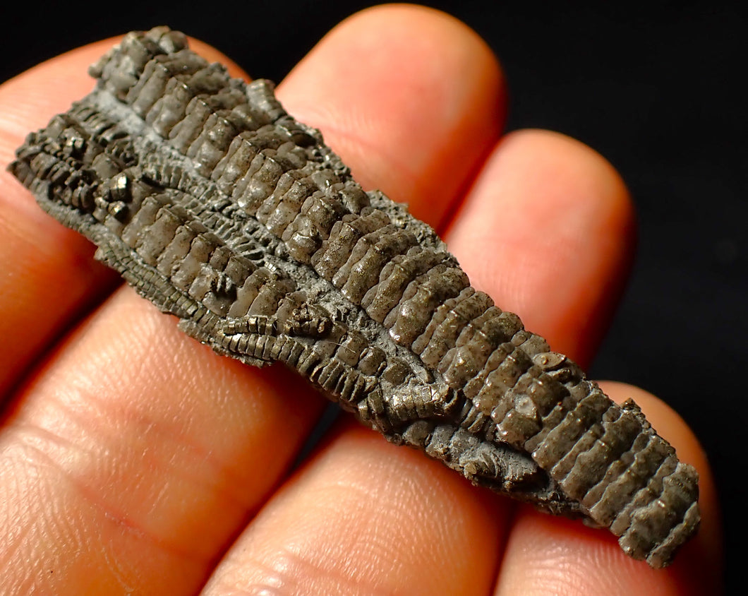 Detailed 3D crinoid multi-stem fossil (51 mm)