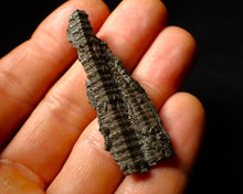 Load image into Gallery viewer, Detailed 3D crinoid multi-stem fossil (51 mm)

