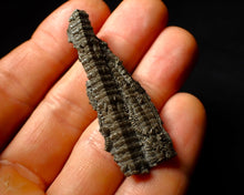 Load image into Gallery viewer, Detailed 3D crinoid multi-stem fossil (51 mm)