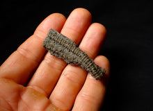 Load image into Gallery viewer, Detailed 3D crinoid multi-stem fossil (51 mm)