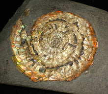 Load image into Gallery viewer, Large 82mm rainbow iridescent Caloceras display ammonite fossil