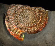 Load image into Gallery viewer, Large double iridescent Caloceras display ammonite fossil