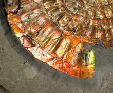 Load image into Gallery viewer, Large double iridescent Caloceras display ammonite fossil