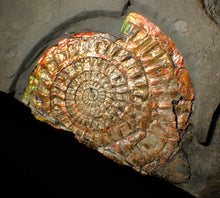 Load image into Gallery viewer, Large double iridescent Caloceras display ammonite fossil