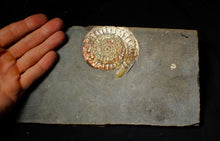 Load image into Gallery viewer, Large double iridescent Caloceras display ammonite fossil