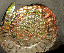 Load image into Gallery viewer, Large double iridescent Caloceras display ammonite fossil