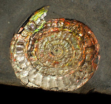 Load image into Gallery viewer, Large double iridescent Caloceras display ammonite fossil
