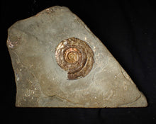 Load image into Gallery viewer, Large 60 mm Iridescent Psiloceras ammonite display fossil