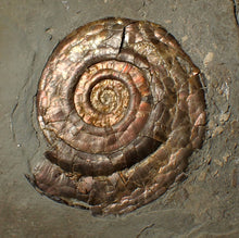 Load image into Gallery viewer, Large 60 mm Iridescent Psiloceras ammonite display fossil