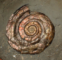 Load image into Gallery viewer, Large 60 mm Iridescent Psiloceras ammonite display fossil