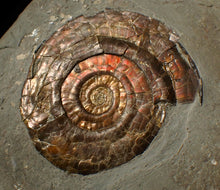 Load image into Gallery viewer, Large 60 mm Iridescent Psiloceras ammonite display fossil