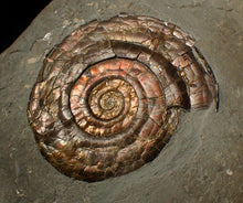 Load image into Gallery viewer, Large 60 mm Iridescent Psiloceras ammonite display fossil