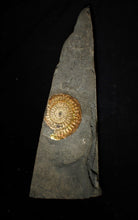 Load image into Gallery viewer, Large sculptural 63mm rainbow iridescent Caloceras display ammonite fossil