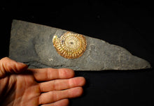 Load image into Gallery viewer, Large sculptural 63mm rainbow iridescent Caloceras display ammonite fossil
