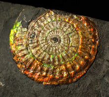 Load image into Gallery viewer, Large sculptural 63mm rainbow iridescent Caloceras display ammonite fossil