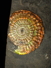 Load image into Gallery viewer, Large sculptural 63mm rainbow iridescent Caloceras display ammonite fossil
