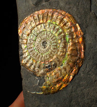 Load image into Gallery viewer, Large sculptural 63mm rainbow iridescent Caloceras display ammonite fossil