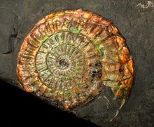 Load image into Gallery viewer, Large sculptural 63mm rainbow iridescent Caloceras display ammonite fossil