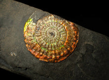 Load image into Gallery viewer, Large sculptural 63mm rainbow iridescent Caloceras display ammonite fossil