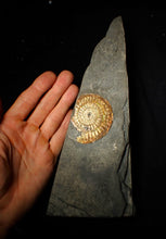 Load image into Gallery viewer, Large sculptural 63mm rainbow iridescent Caloceras display ammonite fossil