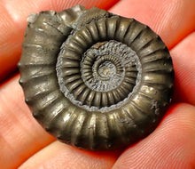 Load image into Gallery viewer, Large Crucilobiceras pyrite ammonite fossil (34 mm)