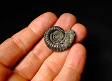 Load image into Gallery viewer, Large Crucilobiceras pyrite ammonite fossil (28 mm)