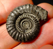 Load image into Gallery viewer, Large Crucilobiceras pyrite ammonite fossil (28 mm)