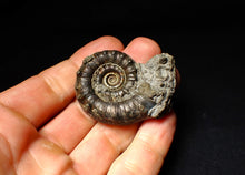 Load image into Gallery viewer, Pyrite Eoderoceras ammonite fossil (50 mm)