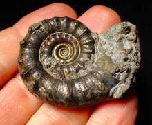 Load image into Gallery viewer, Pyrite Eoderoceras ammonite fossil (50 mm)