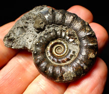 Load image into Gallery viewer, Pyrite Eoderoceras ammonite fossil (50 mm)