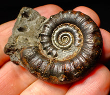 Load image into Gallery viewer, Pyrite Eoderoceras ammonite fossil (50 mm)