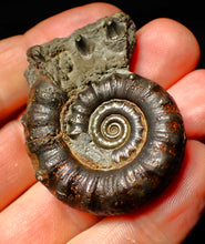 Load image into Gallery viewer, Pyrite Eoderoceras ammonite fossil (50 mm)