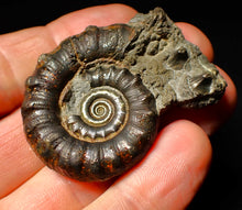 Load image into Gallery viewer, Pyrite Eoderoceras ammonite fossil (50 mm)