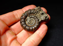 Load image into Gallery viewer, Pyrite Eoderoceras ammonite fossil (50 mm)