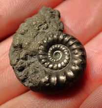Load image into Gallery viewer, Pyrite Eoderoceras bispinigerum ammonite fossil (25 mm)