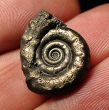 Load image into Gallery viewer, Unusual distorted pyrite Eoderoceras ammonite fossil (19 mm)