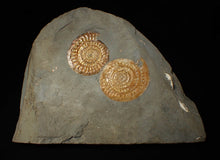 Load image into Gallery viewer, Uncommon double-iridescent Caloceras display ammonite fossil
