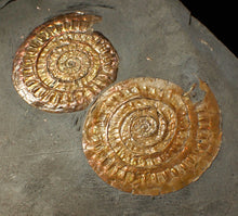 Load image into Gallery viewer, Uncommon double-iridescent Caloceras display ammonite fossil