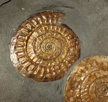 Load image into Gallery viewer, Uncommon double-iridescent Caloceras display ammonite fossil