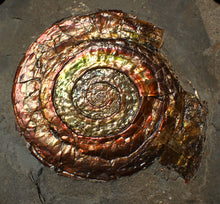 Load image into Gallery viewer, Large rainbow iridescent Psiloceras ammonite fossil display piece (78mm)