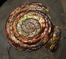 Load image into Gallery viewer, Large rainbow iridescent Psiloceras ammonite fossil display piece (78mm)