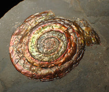 Load image into Gallery viewer, Large rainbow iridescent Psiloceras ammonite fossil display piece (78mm)