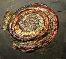 Load image into Gallery viewer, Large rainbow iridescent Psiloceras ammonite fossil display piece (78mm)