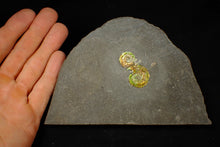 Load image into Gallery viewer, Stunning double-iridescent green Psiloceras display ammonite fossil