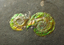 Load image into Gallery viewer, Stunning double-iridescent green Psiloceras display ammonite fossil